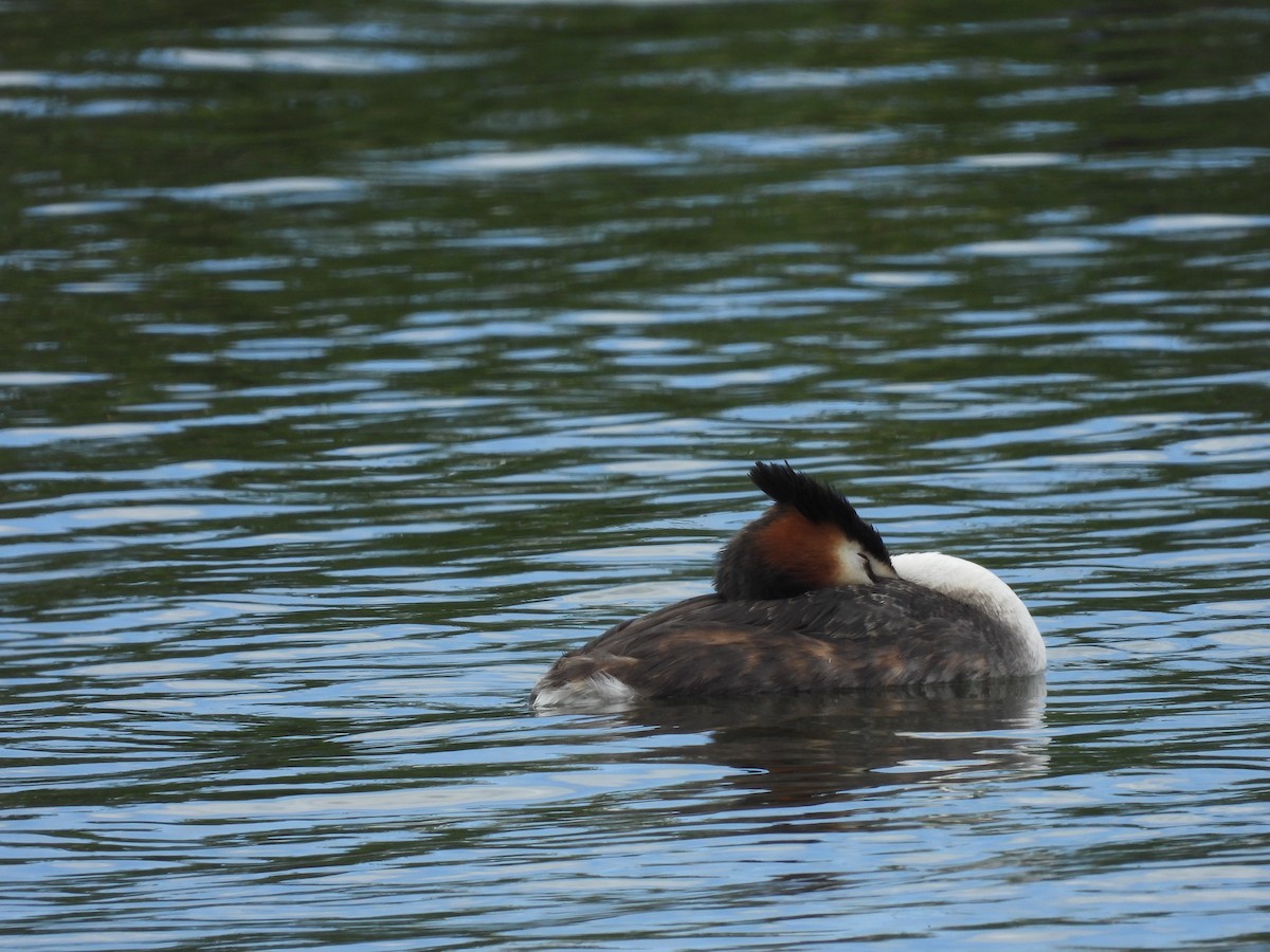 Murgil mottoduna - ML646231264