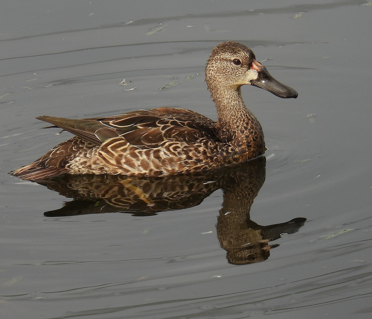 Zertzeta hegalurdina - ML646231265