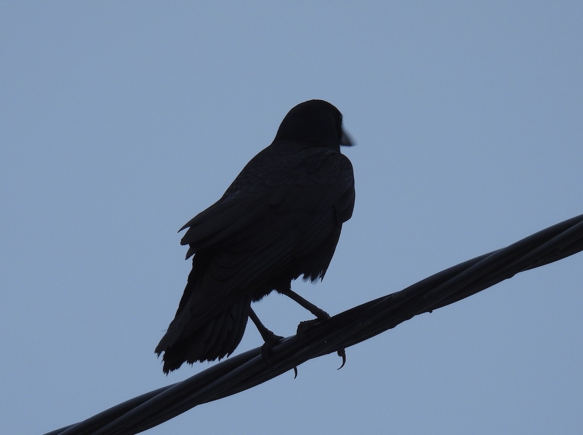 Ipar-belea - ML646231266