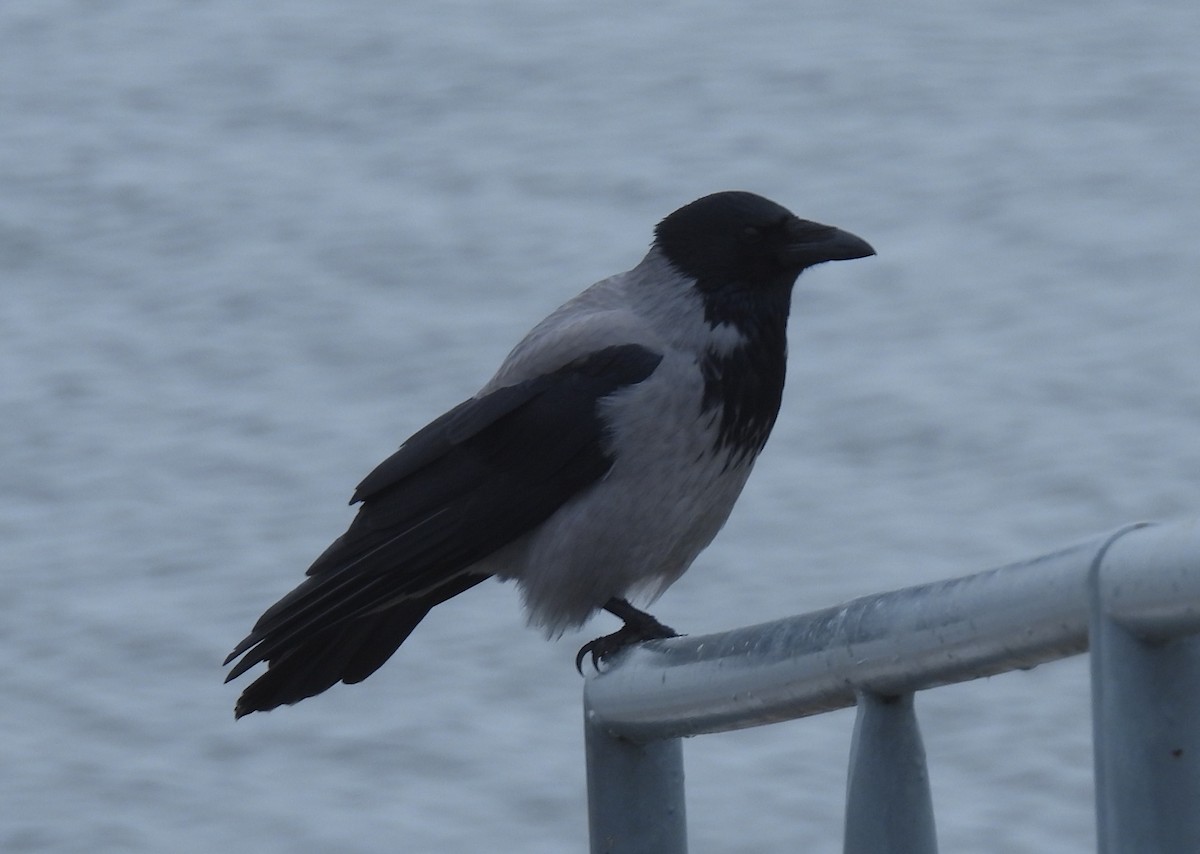 Bele txanoduna - ML646231267