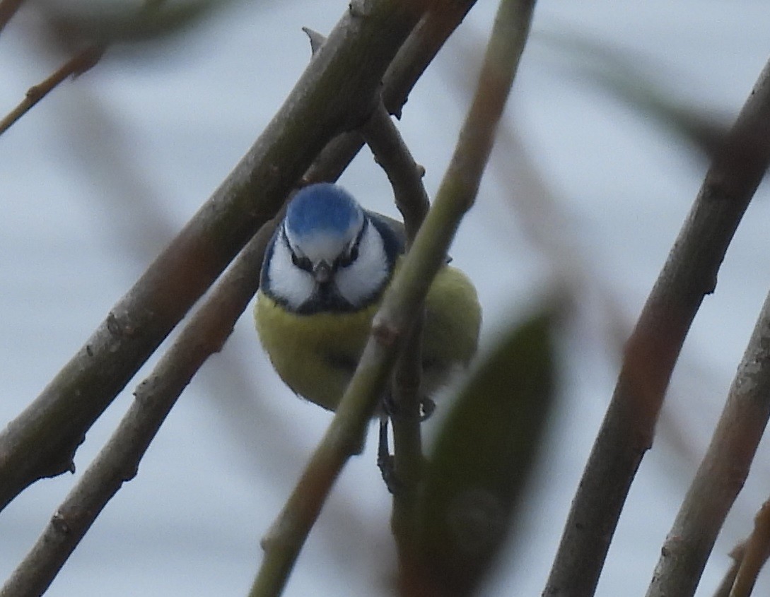 Amilotx urdin europarra - ML646231270