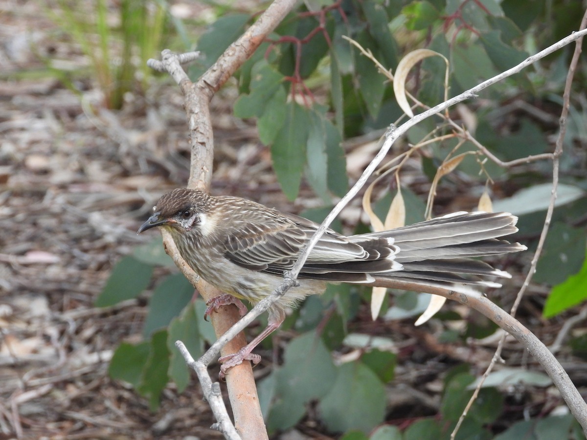 Red Wattlebird - ML646231271