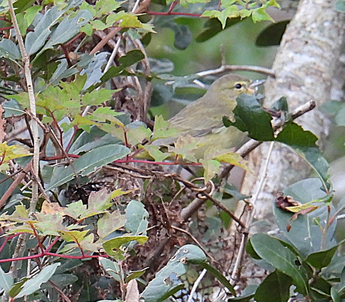 Orange-crowned Warbler - ML646231272