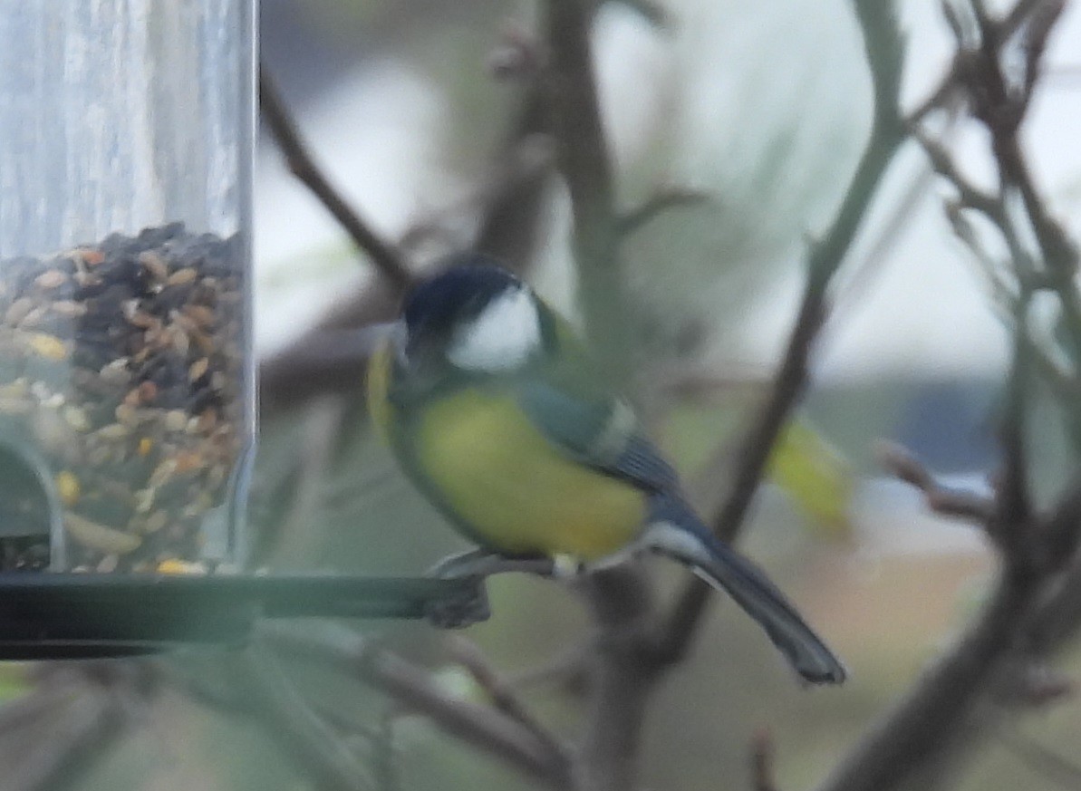 Kaskabeltz handia - ML646231275