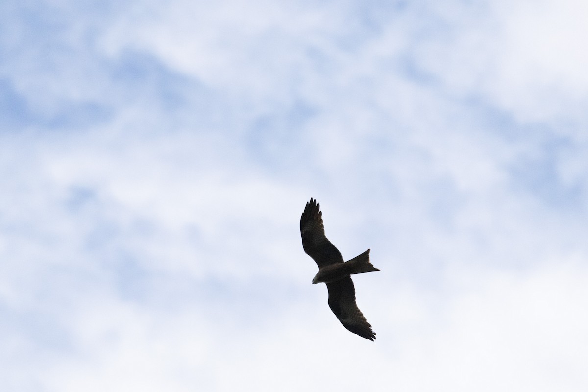 Miru beltza - ML646231276