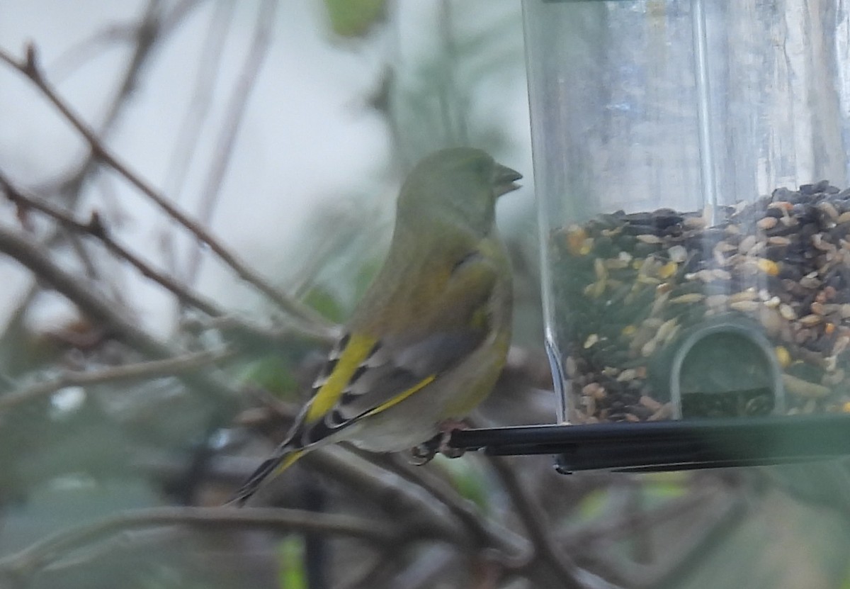 Txorru arrunta - ML646231279