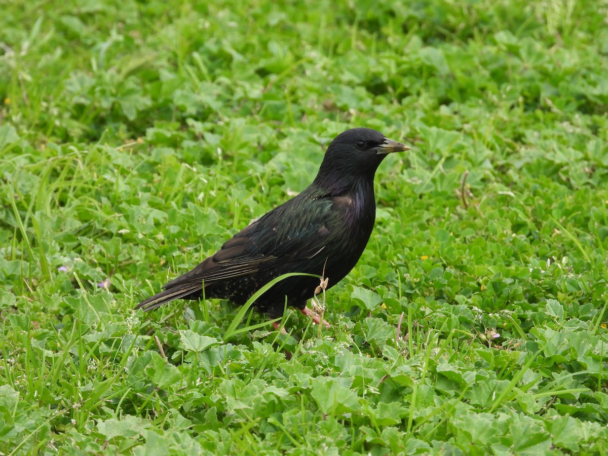 Arabazozo pikarta - ML646231280