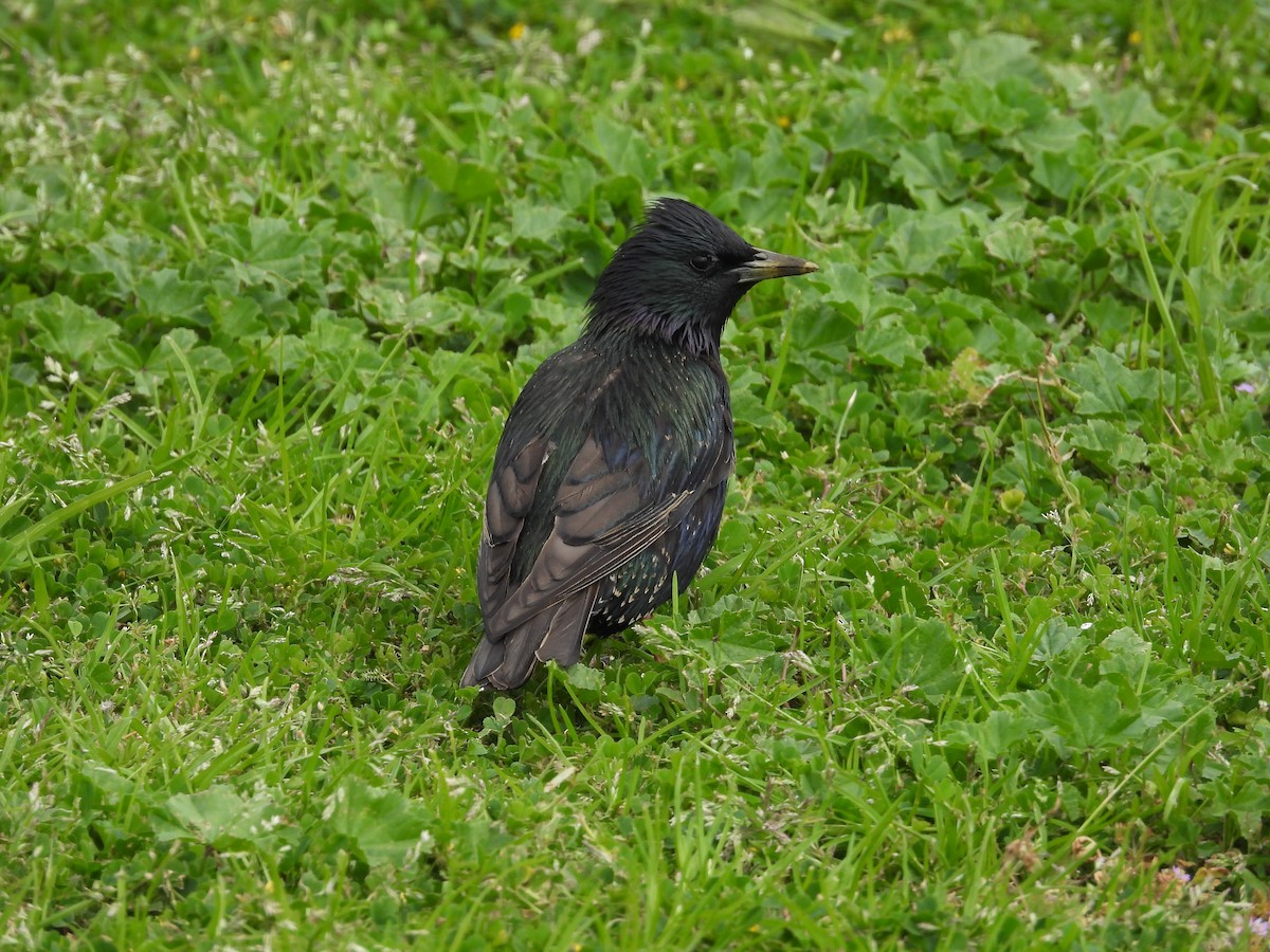 Arabazozo pikarta - ML646231282