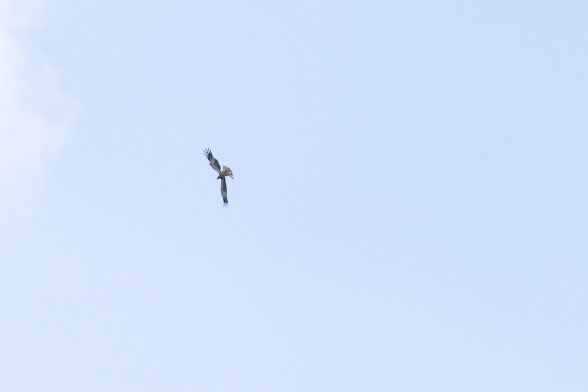 Whistling Kite - ML646231283