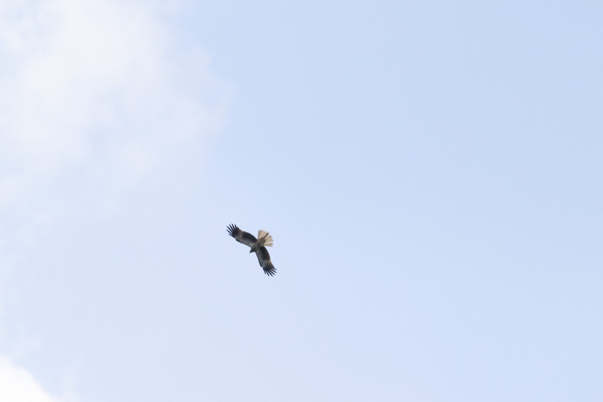 Whistling Kite - ML646231284