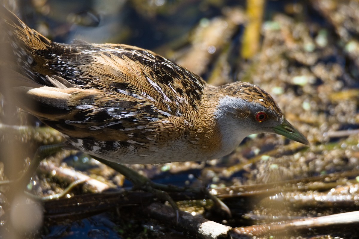 Baillon's Crake - ML646231285