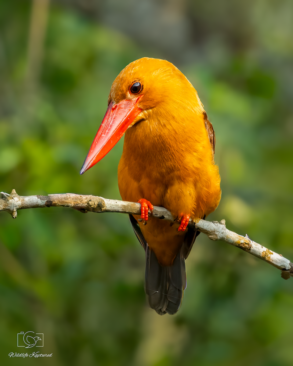 Brown-winged Kingfisher - ML646231287