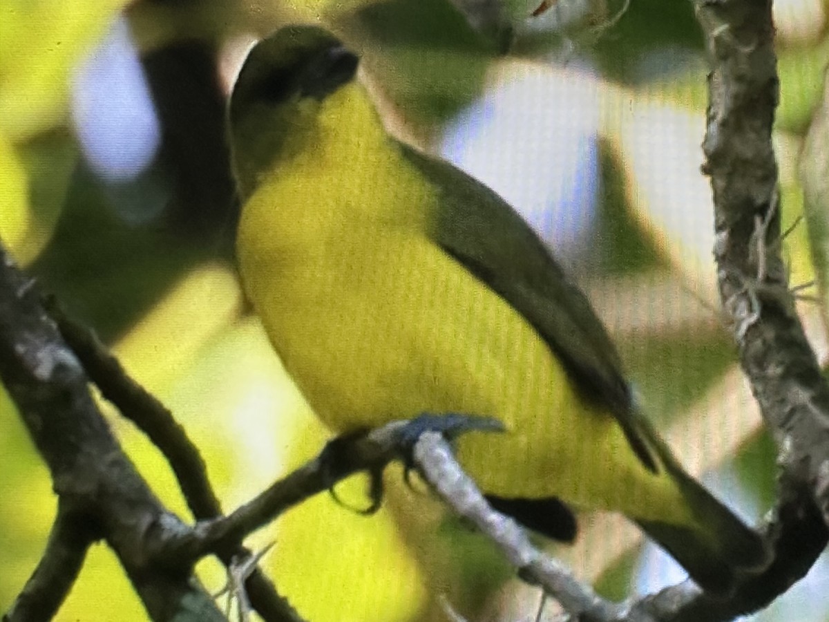 Thick-billed Euphonia - ML646231288