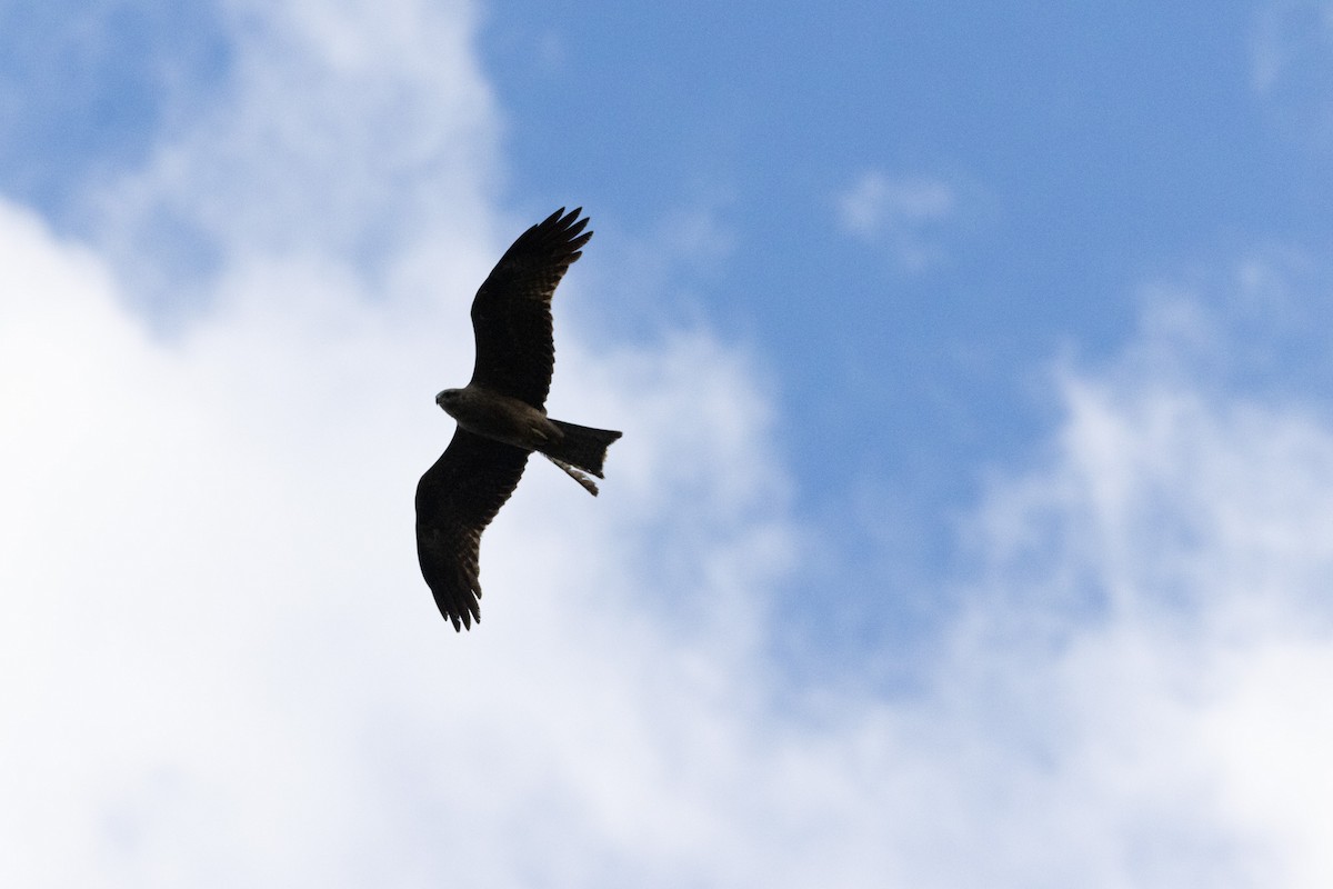 黑鳶 - ML646231289