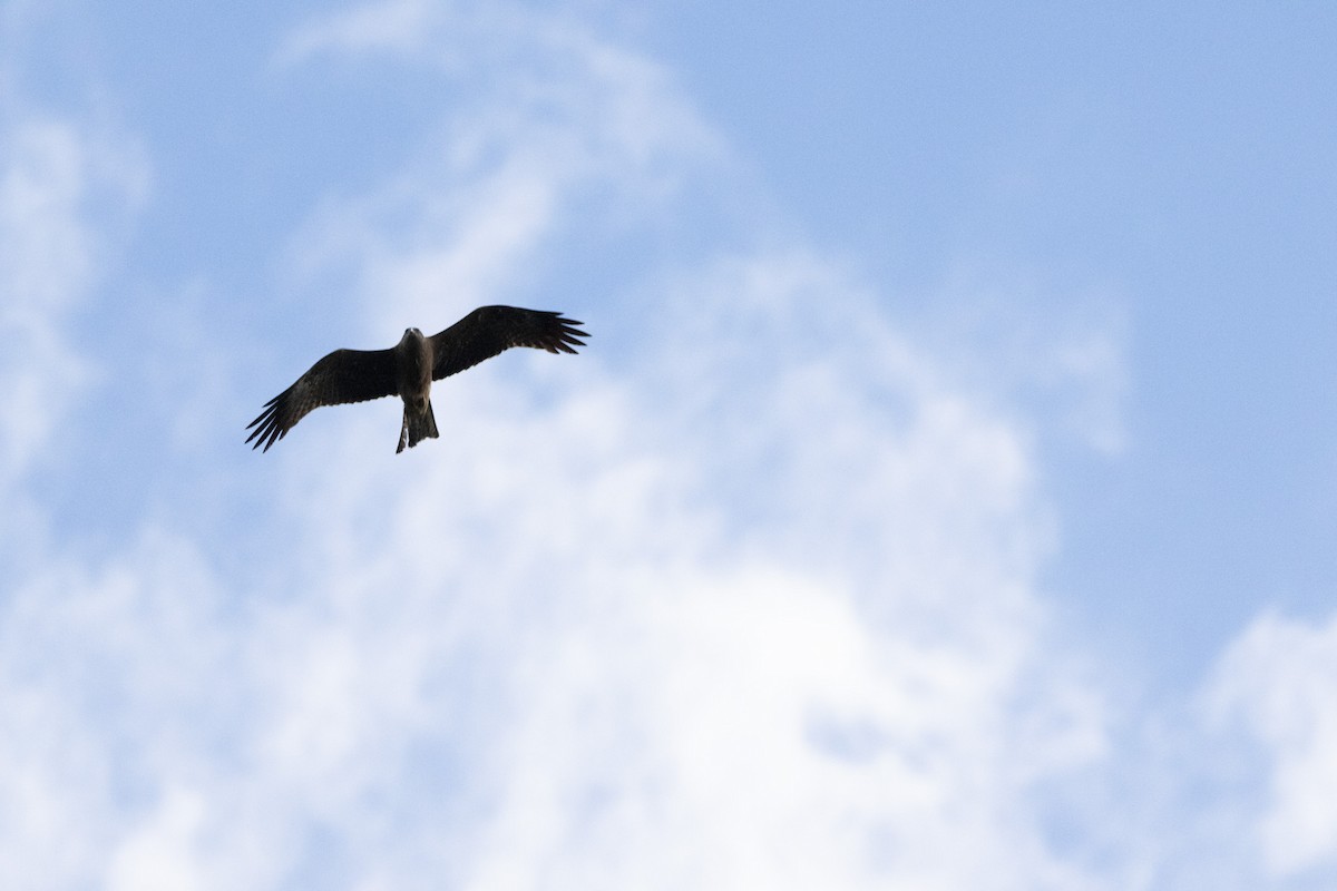 黑鳶 - ML646231290