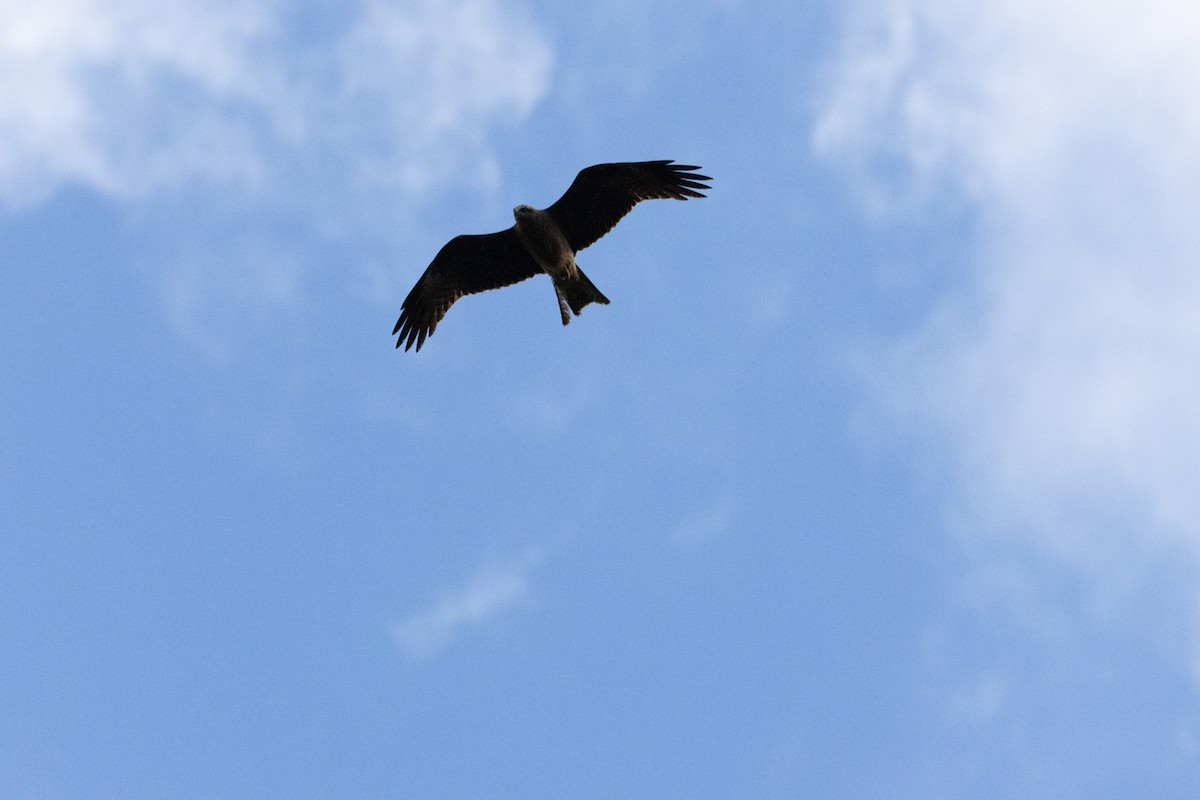 黑鳶 - ML646231292