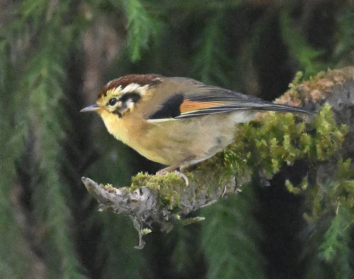 Rufous-winged Fulvetta - ML646231293