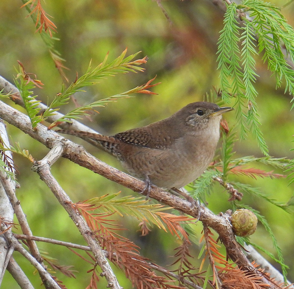 Northern House Wren - ML646231294