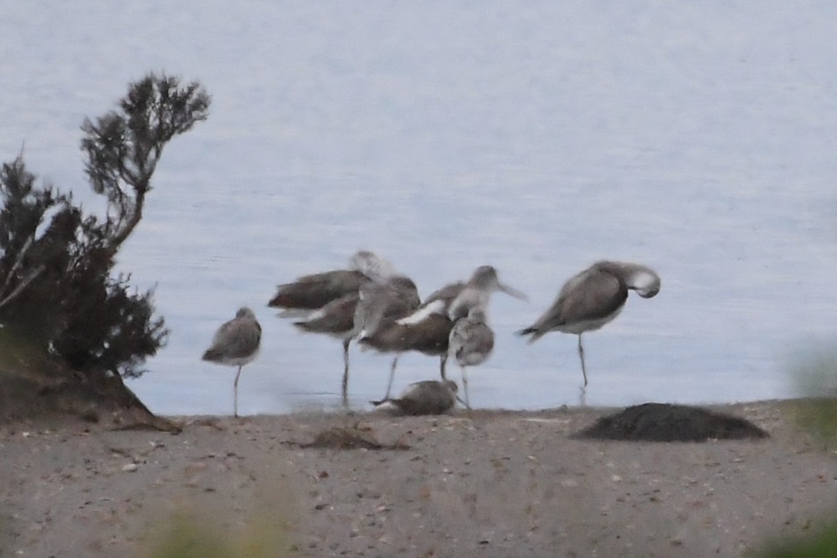 小青足鷸 - ML646231295