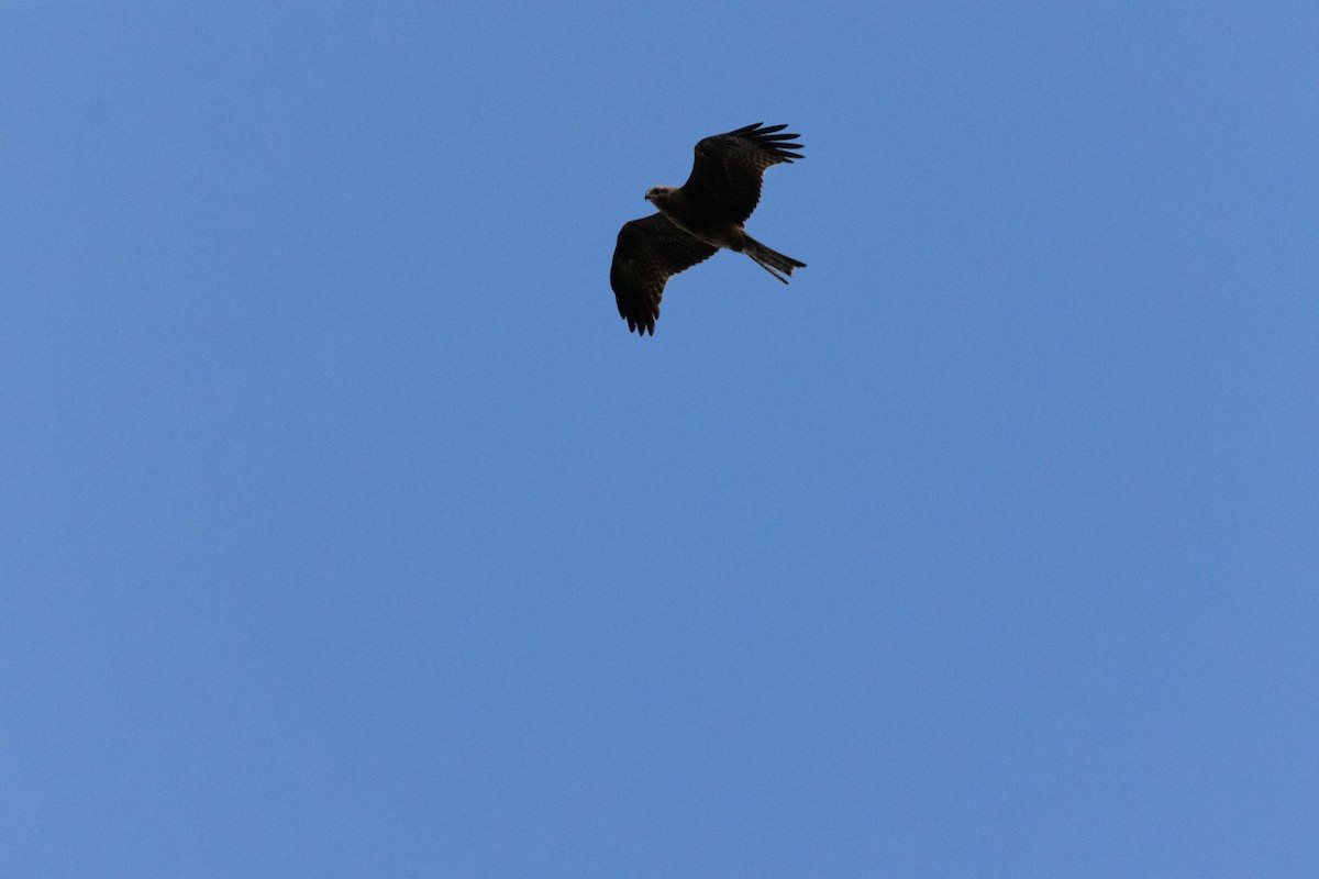 黑鳶 - ML646231296