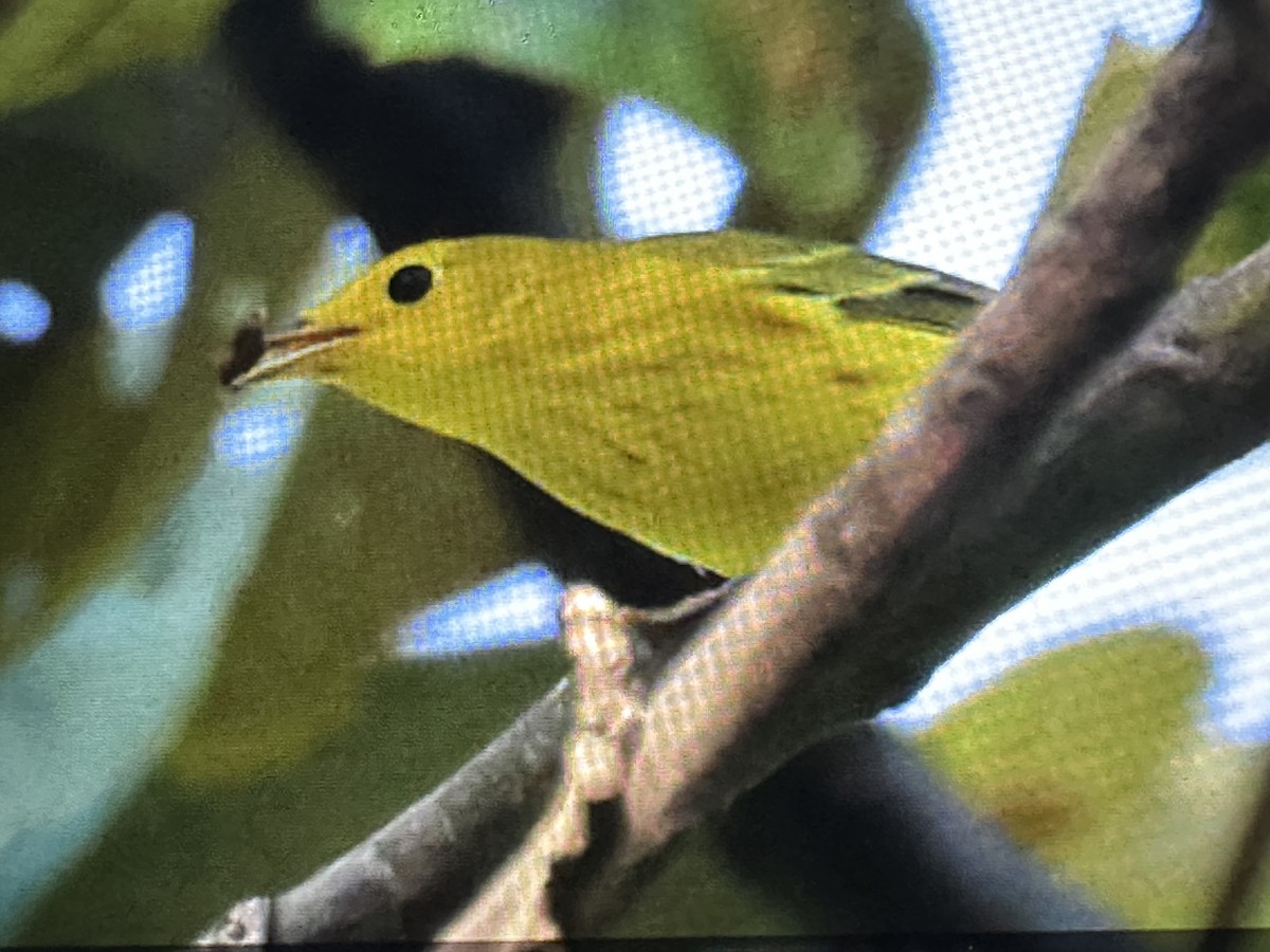 Northern Yellow Warbler - ML646231298