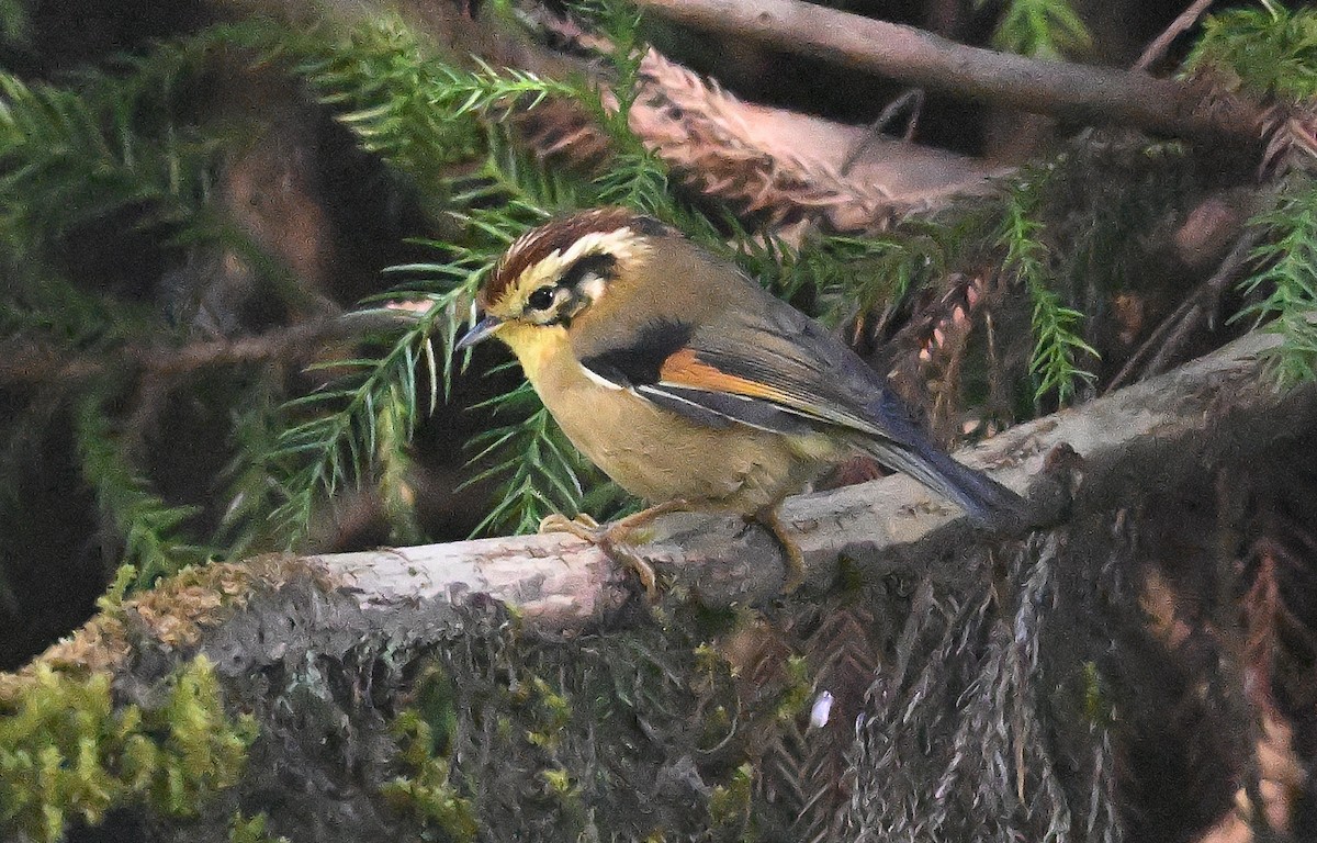 Rufous-winged Fulvetta - ML646231299