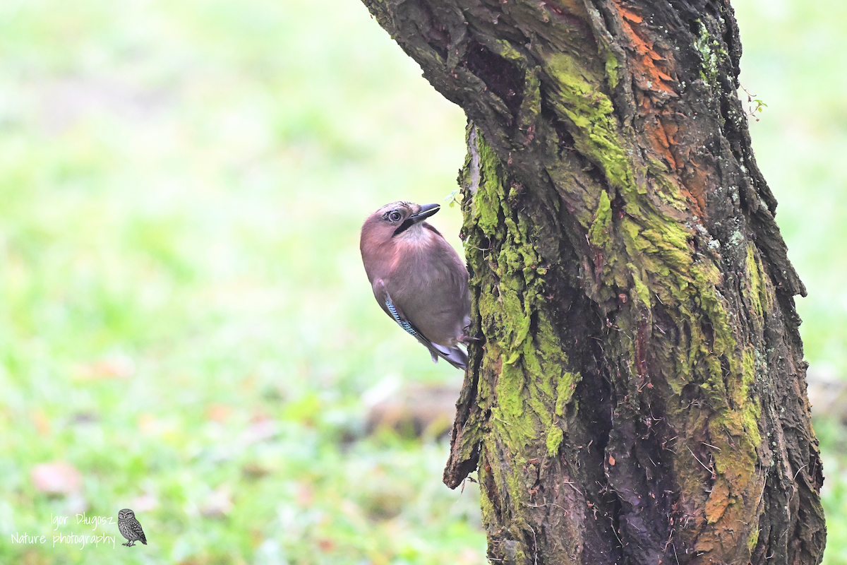 松鴉 - ML646231300