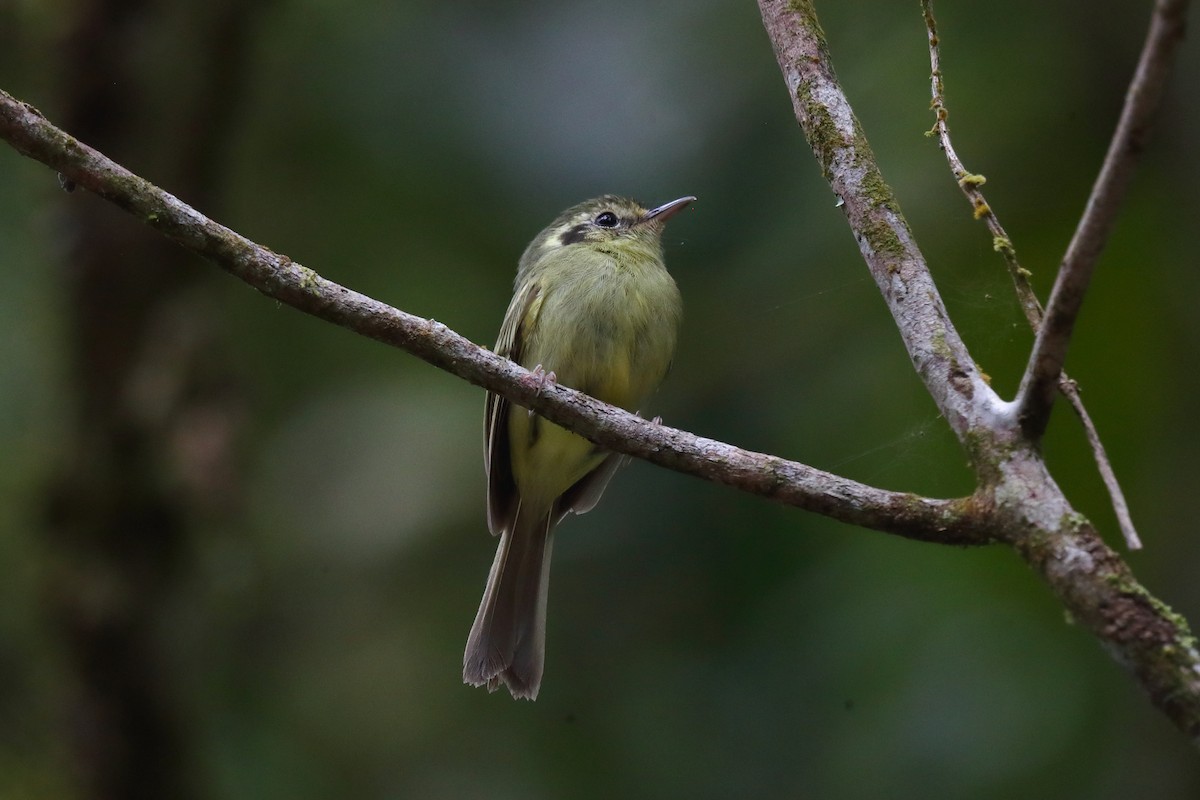 Sao Paulo Bristle-Tyrant - ML646231301