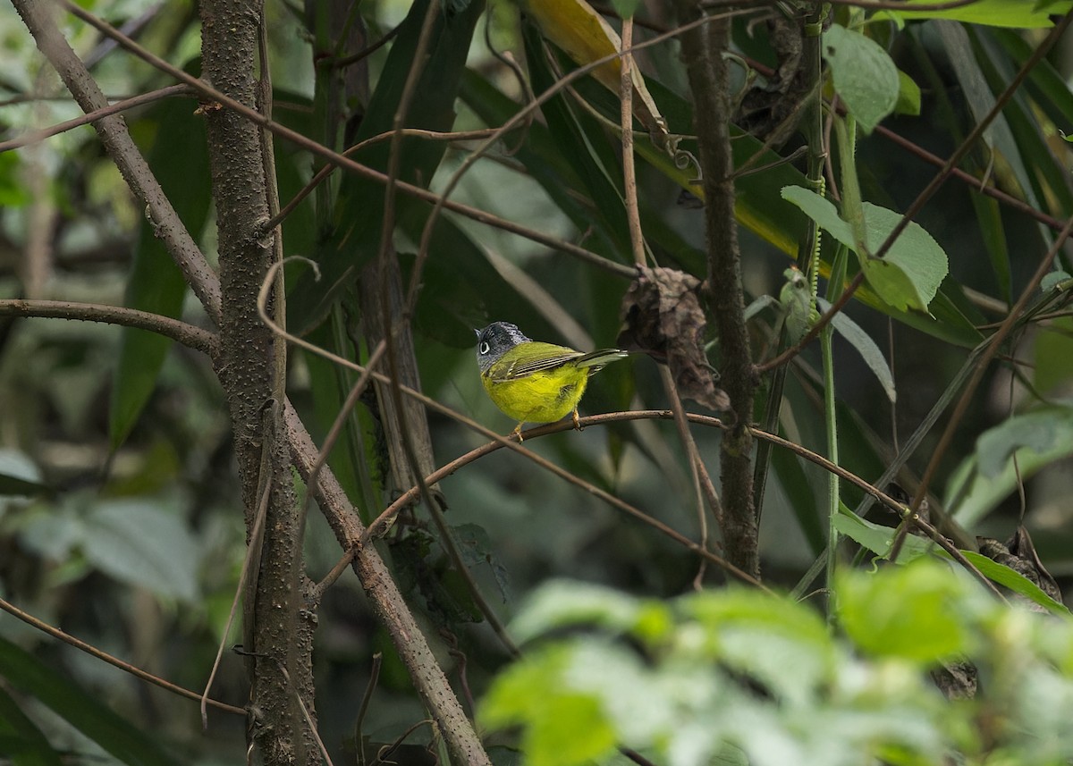 Gray-cheeked Warbler - ML646231303