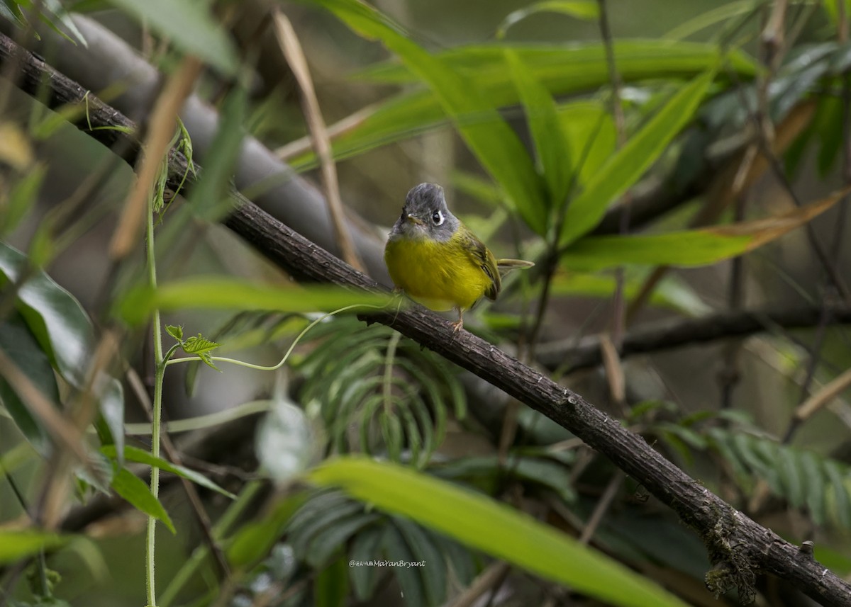 Gray-cheeked Warbler - ML646231304