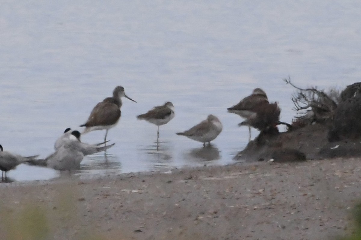 紅腹濱鷸 - ML646231308