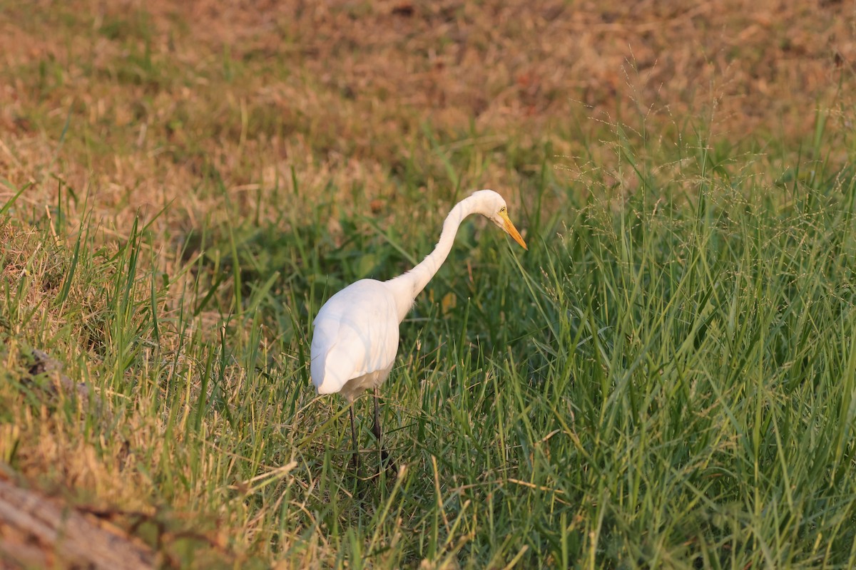 中白鷺 - ML646231309