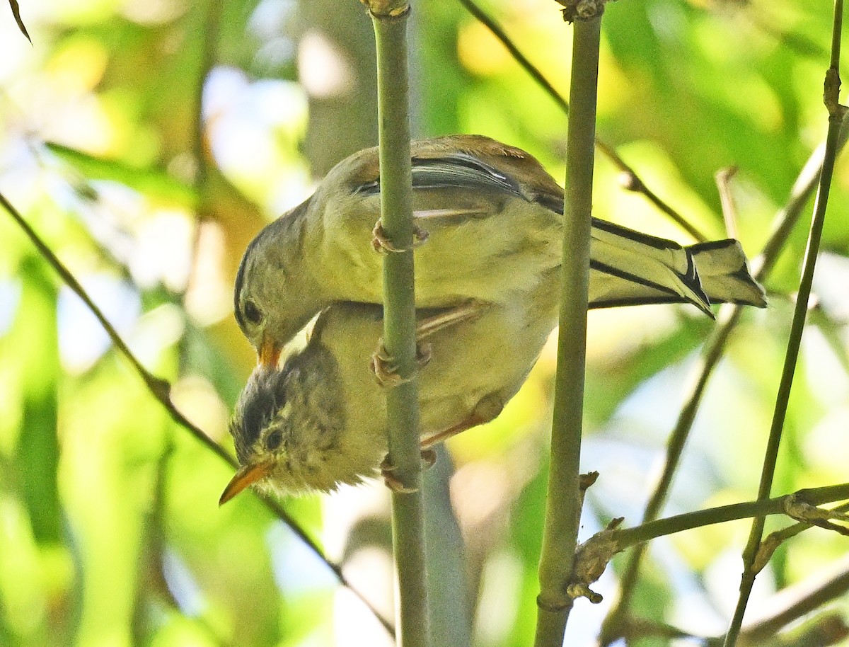 Blue-winged Minla - ML646231310