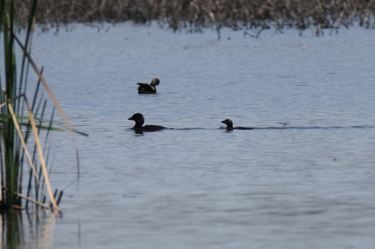 Musk Duck - ML646231313
