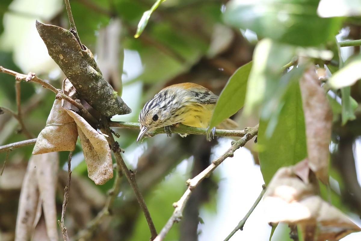 Streak-capped Antwren - ML646231316