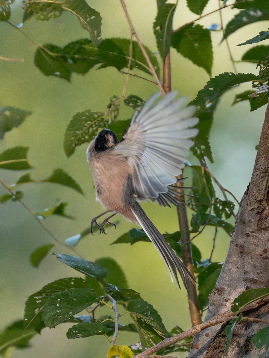 Silver-throated Tit - ML646231317