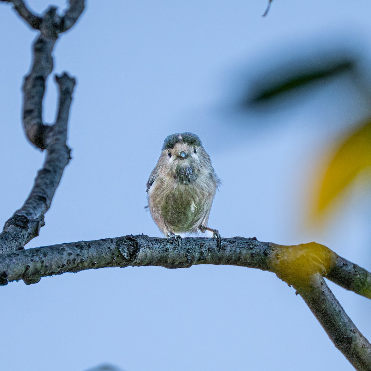 Silver-throated Tit - ML646231318