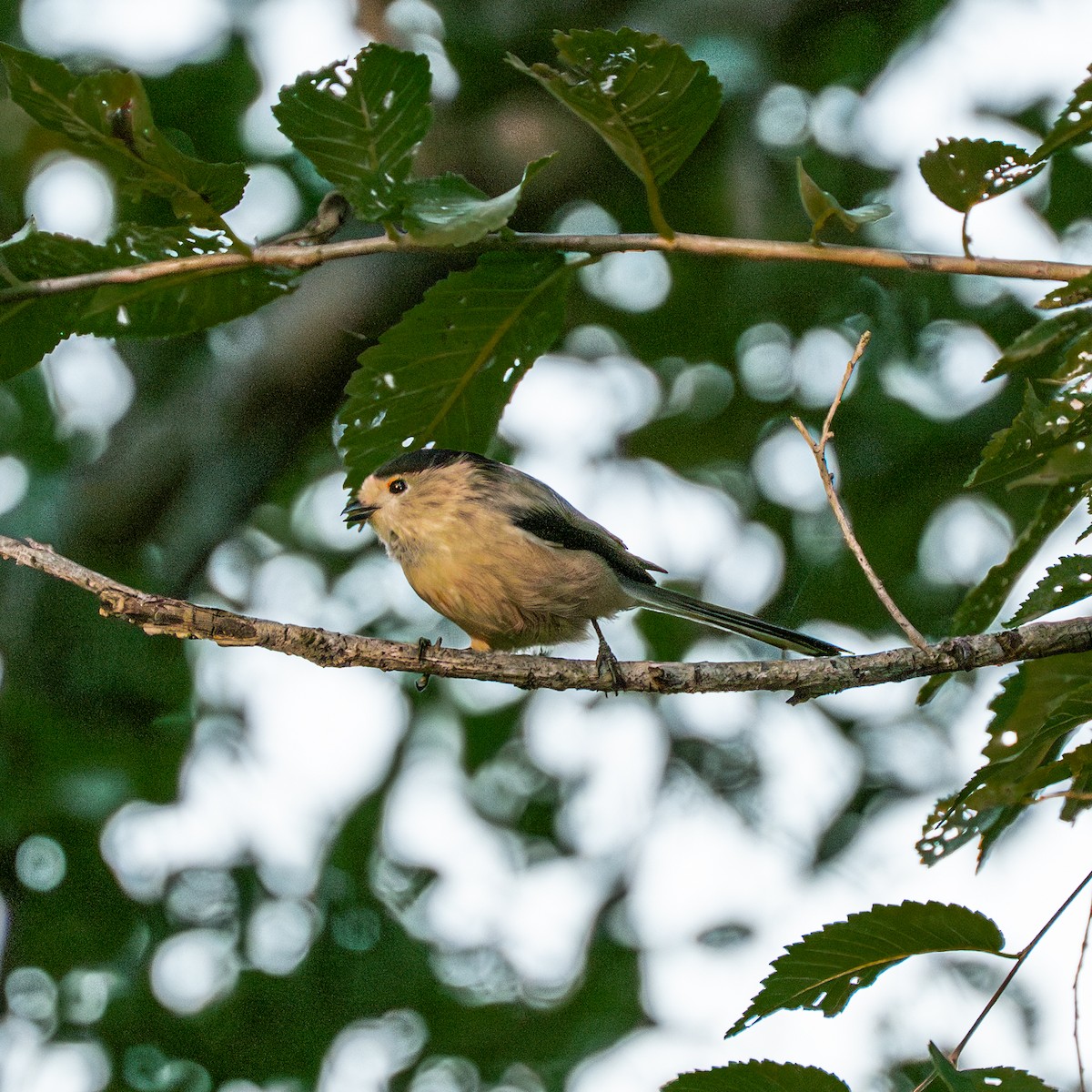 Silver-throated Tit - ML646231319