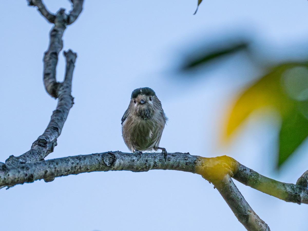 Silver-throated Tit - ML646231320