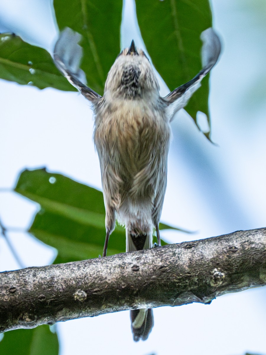 Silver-throated Tit - ML646231321