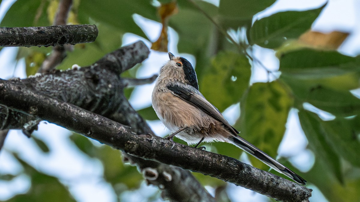 Silver-throated Tit - ML646231322