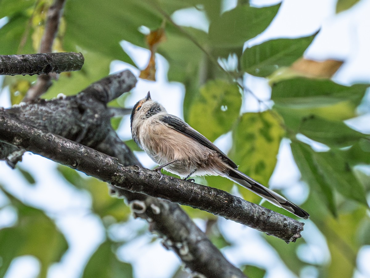 Silver-throated Tit - ML646231323
