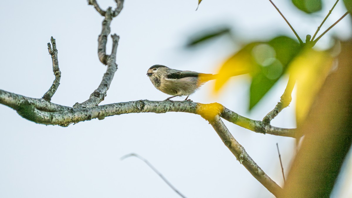 Silver-throated Tit - ML646231324