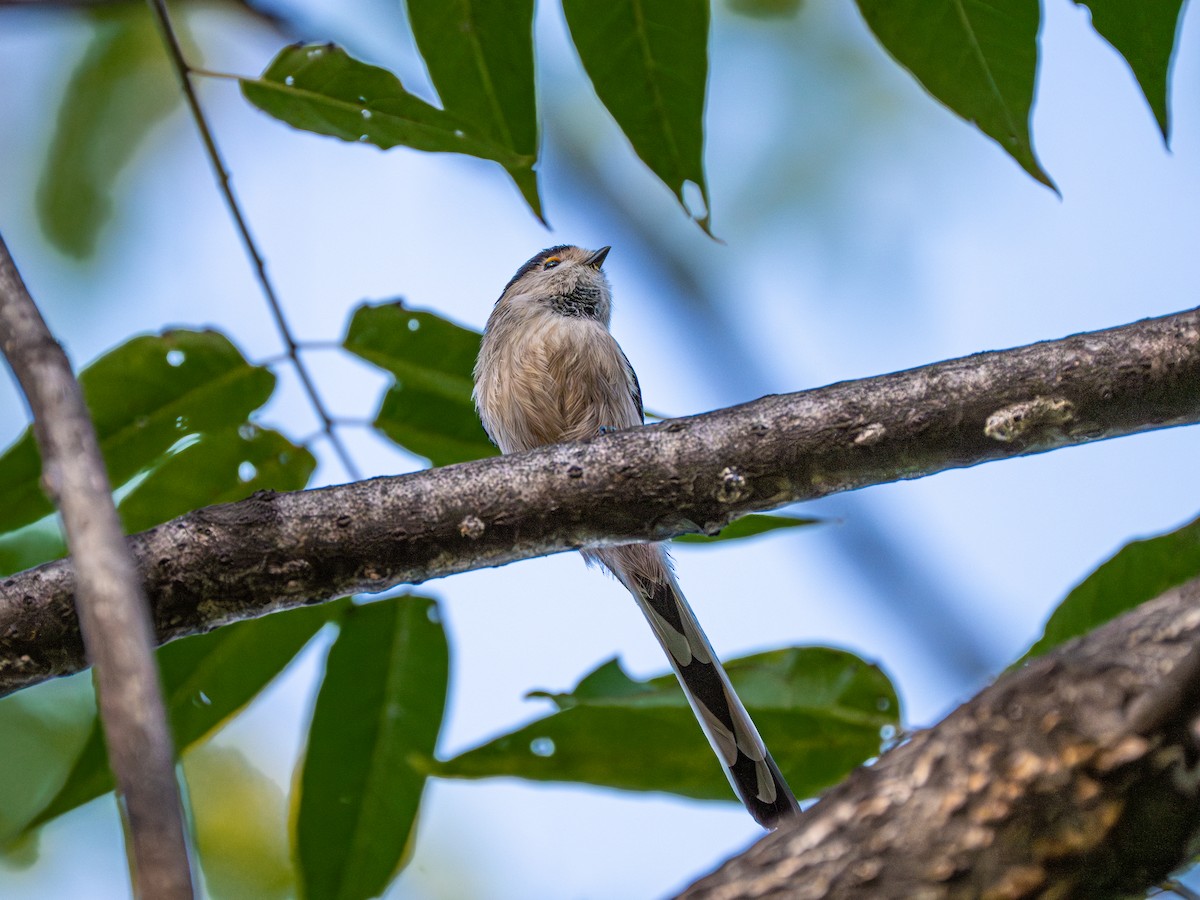 Silver-throated Tit - ML646231325