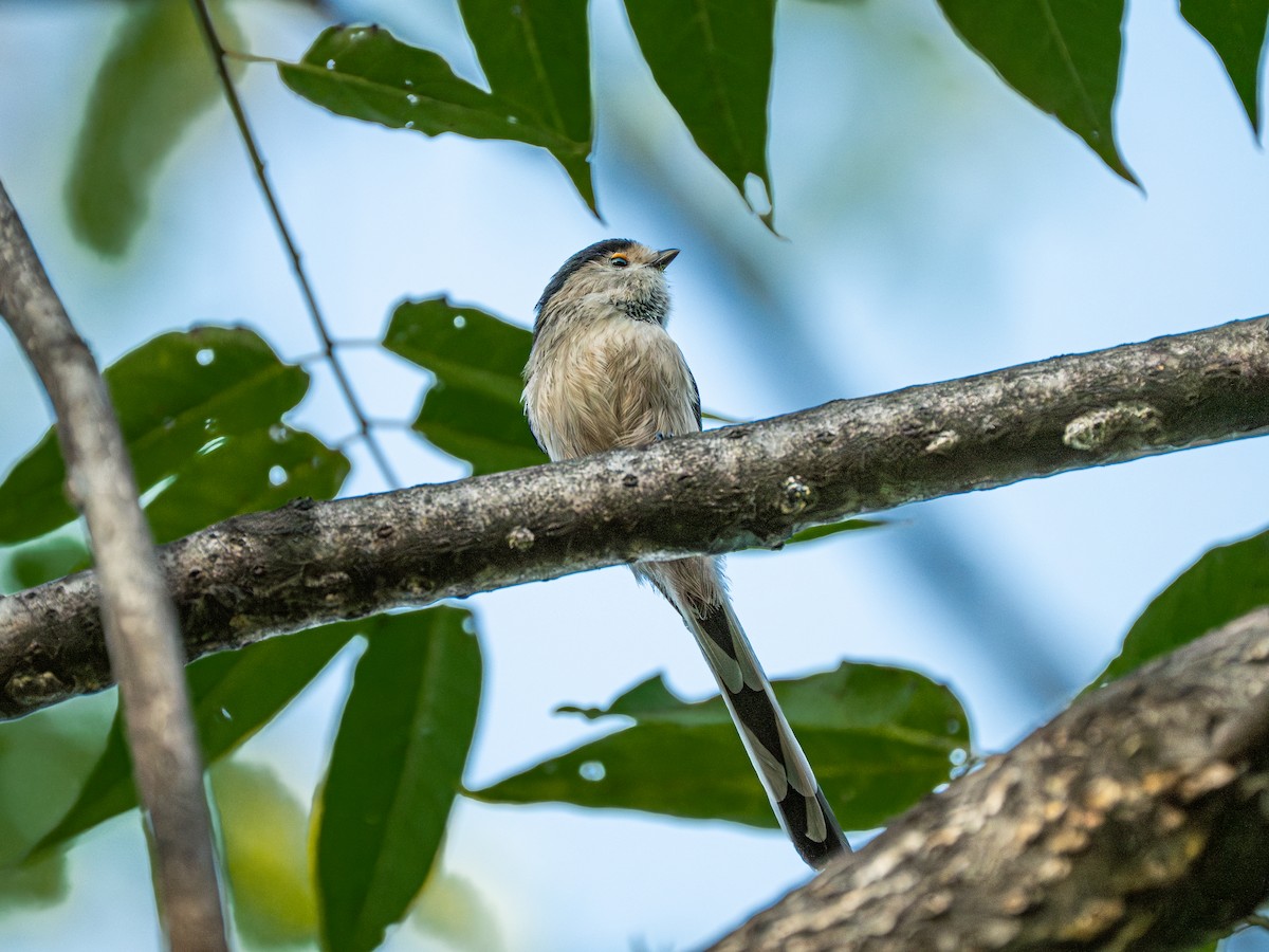 Silver-throated Tit - ML646231326