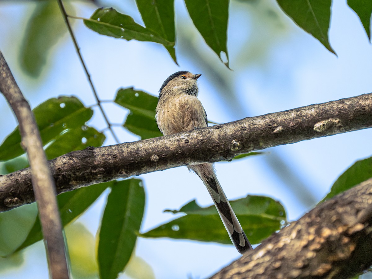 Silver-throated Tit - ML646231327