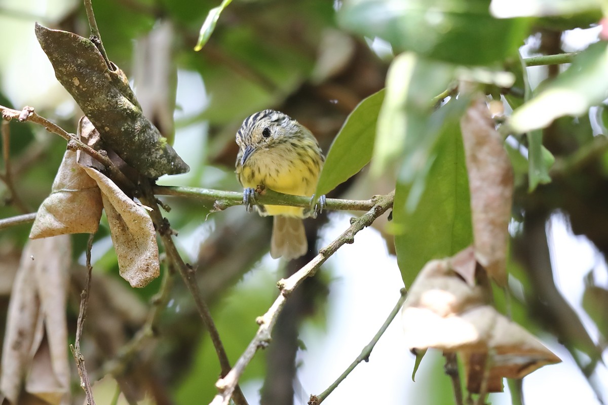 Streak-capped Antwren - ML646231328