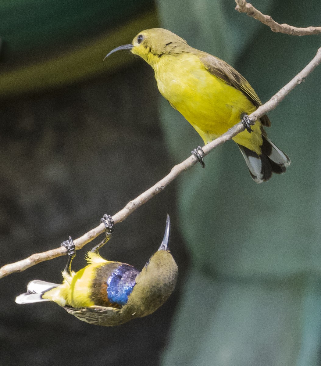 Ornate Sunbird - ML646231331