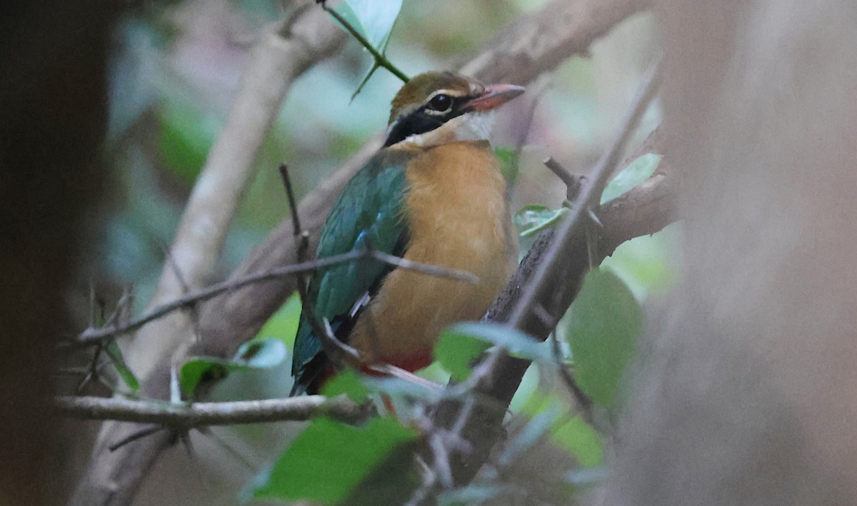Indian Pitta - ML646231332