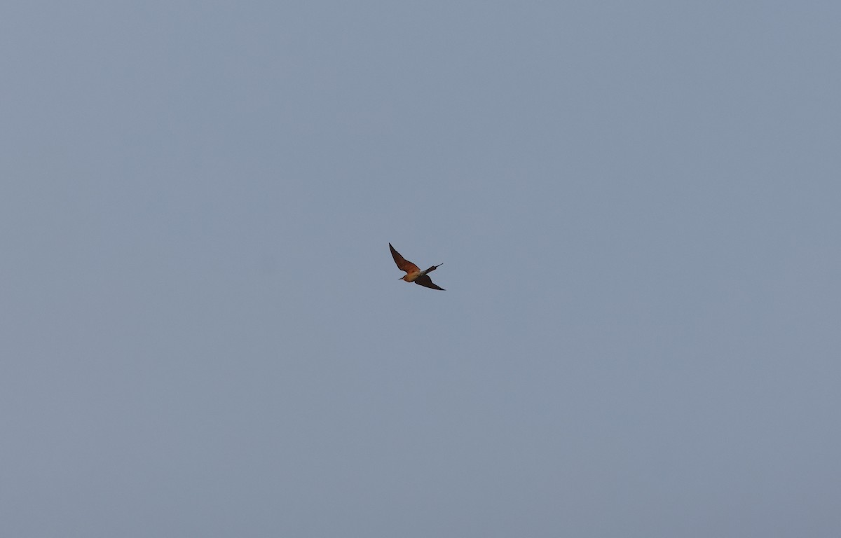 Blue-tailed Bee-eater - ML646231333